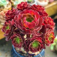 家里养法师，掌握几个要点，进入快速生长期，不难养成手捧花！