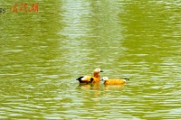 临江仙•杨柳千丝垂水面