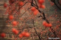 黄的略带苦涩味，红的刚洒过秋霜