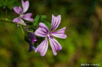 古风是真美啊，不信？那就来看看这些句子，品味一番