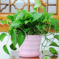 用“它”来养绿萝，竟然这么厉害，绿萝跟打了鸡血一样！