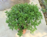 非常适合摆放室内的芳香植物，花香淡雅清新还能净化空气！