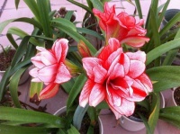 自家养的朱顶红老是不开花，照这几个方法养，花开不断！