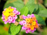 养殖五色梅，学会这几点，花开不断，蹭蹭蹭的往上长！