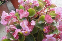 1种“臭料”，人人嫌它脏，却是养花人的宝贝，埋盆里养啥都旺