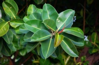 在家里养几盆这几种花，家里美成花海，超漂亮！