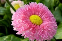 1种花，开花“似绒球”，比太阳花更好看，好养易活，能开一春夏