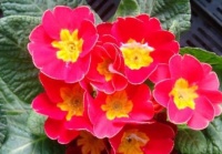 1种花，比牵牛花美，比长春花好养，花大色艳、香气足，能开150天