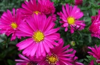 1种花，耐热又耐旱，花朵翻倍长，好养易活，比太阳花强10倍