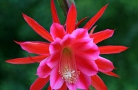 1种花，花开100天，花大色艳胜牡丹，比太阳花更好养，不养可惜了