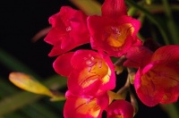 1种花，花开“多色”，清新淡雅，芳香四溢，好养易爆盆，美呆了