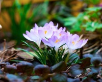 一种东西来自伊朗比“黄金”还贵，1斤3万8有农民种植还进口补充