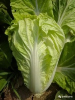 安宇影：一个卖白菜的（小小说）｜中原作家