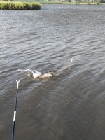 用苇叶钓草鱼怎么挂钩？其实很好办，打个结而已（三）