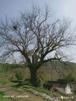 陇南徽县：永宁镇秋木林：月榴树下的思念