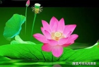 苇丛中窝藏的太阳，孵化一朵朵莲花