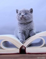 谁可以推拒，餐桌热腾腾的烤鸡