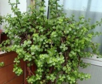 2种花，比什么吊兰、虎皮兰都好看，养上2盆还“镇宅”，寓意好！