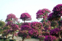 三角梅矮化处理，价值更高，这样操作开花不断