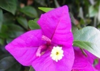 三角梅长期不开花？关于养护三角梅的3个妙招，轻松爆盆又美观