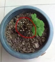 花卉长势不好，直接全部剪掉，不用俩月就能重新爆盆！