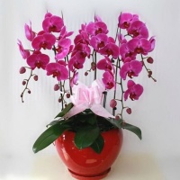 蝴蝶兰养在合适的地方，才能让它生长旺盛，花开满盆！