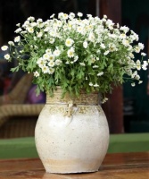 花朵虽小开爆盆就成了个“花球”，让人羡慕不已！