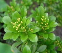 这样养米兰, 让你有想象不到的效果, 都看看!