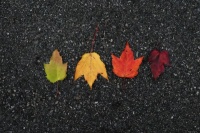 11月再见，12月你好