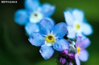 苗东魁||谦让是一朵花