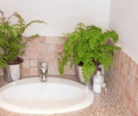 这“4种绿植”就适合放卫生间，吸除异味，浇水就能活