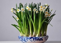 这花长得越矮，开花越多，一长高就剪掉，不然不开花！