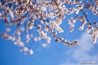 打开伞状，玫红的牵挂