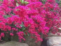 一株就能爬满半个阳台，赏花还能够遮阴乘凉！