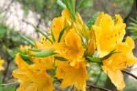 3种常见花，漂亮却“有毒”，别在室内养，孕妇、小孩要“远离”