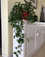 绿萝养成瀑布的小诀窍，轻轻松松爬满墙！