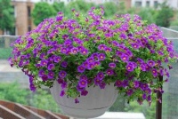 花卉不开花或者开花少，从这些方面入手检查下！