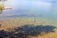 俗语“水至清则无鱼”，下半句才是精髓，老祖宗教我们做人的道理