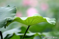 荷塘月色 ~经典阅读