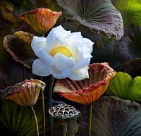 心灵越简单，运气会越来越好