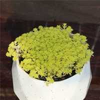 5种强悍多肉，丢花盆里养半年，轻松长满盆，适合新手！