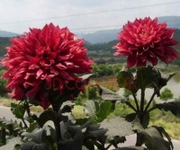 99%的都不知道水里兑点它 可让各种花 层出不穷