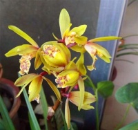 家庭兰花的养殖方法 兰花盆景管理的养殖方法