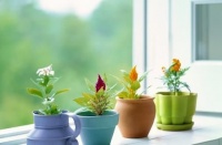 春季养花六“不急”，初养花者必看！