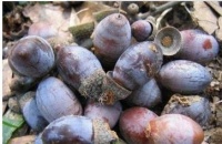 把这3种壳放进花盆后，兰花长得太猛了，一年开3次花！长势喜人呐