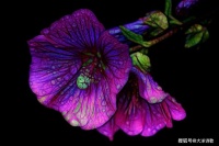 大洋诗歌：你引来野鹤，秋风和月亮