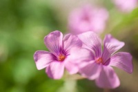 朗诵：阅过四季风景，内心安然无恙