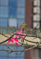 明证法师开示：小乘法中不止三缚结，是见惑所设之所知障