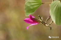 罗西：有一种慷慨叫夸人｜名家阅读