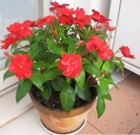 一年四季都能开花的植物，只要养得好，一年都有花赏！